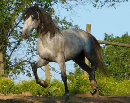 Gray Andalusian - cavalo, stallion, horse, animals