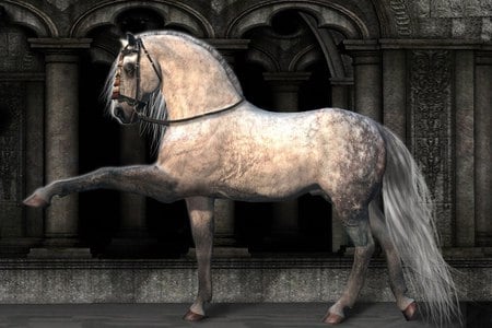 Andalusian - cavalo, stallion, horse, animals