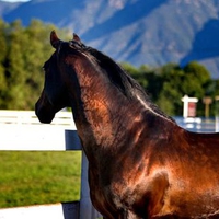 Portrait of a Beautiful Horse