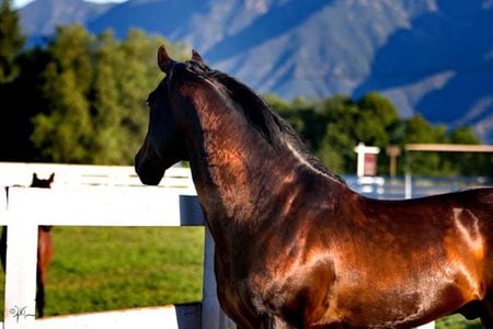 Portrait of a Beautiful Horse - cavalo, stallion, horse, animals