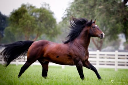 Running - cavalo, stallion, horse, animals