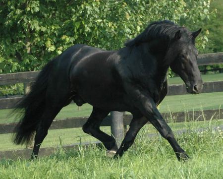 Black Gorgeous - cavalo, stallion, horse, animals