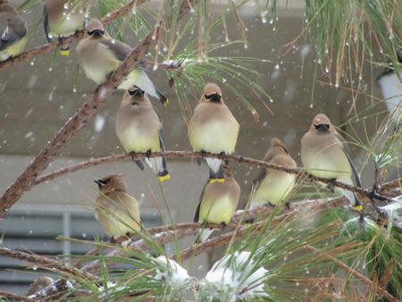 winter birds - flock, snow, branch, winter, tree, birds