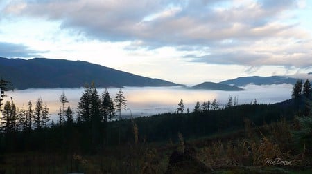 Early Morning Fog on the Dike - mountains, valley, washington, sky, morning, firefox persona, fog, trees, cold