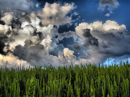 Clouds - clouds, grass, nature, green