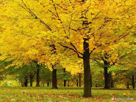 Bosque no Outono - trees, yellow, forest, autumn