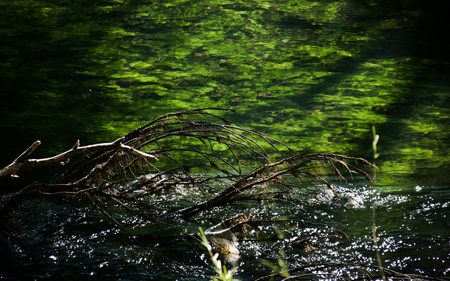 Galhos e Folhas - river, forest, nature, green