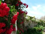 flowers on the wall