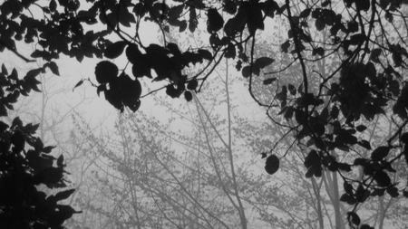 trees in the fog - fog, nature, black and white, tree