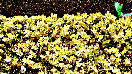 box hedge - black, box hedge, soil, nature