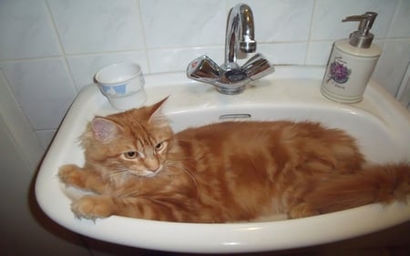 cat in the sink - bathroom, sink, ginger, cat