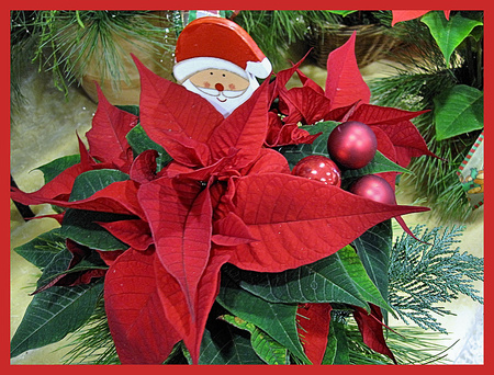 Merry Christmas - greens, decoration, christmas balls, red poinsettia, beautiful, pine, flower