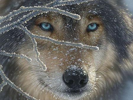 ice blue wolf - ice, nature, wolf