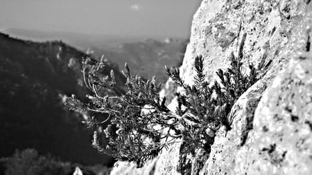 cliffhanger lillies - black and white, moutain, flower, cliff