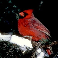 Red bird cardinal