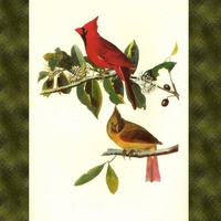 Cardinal on branch