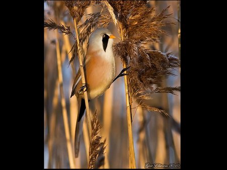 Golden bird - forest, animal, bird, golden