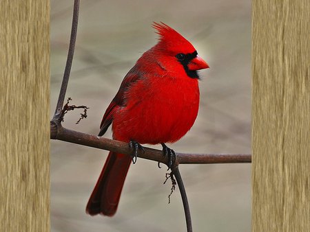 Red cardinal at forest - red, animal, bird, winter, cardinal, christmas, snow