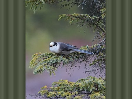 Sweet little bird - animal, bird, life, nature, blue