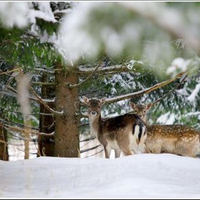 Deer in snow