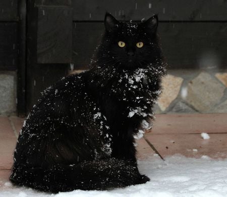 Snow cat - black, animal, winter, kitten, snow, cat