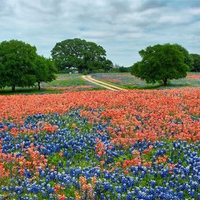 Flower field