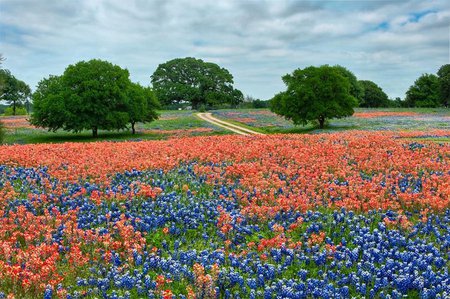 Flower field - field, flower, tree, nature