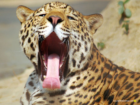 That's a big yawn - whiskers, teeth, tongue, cat, cheetah, mouth, animal, spots, hunter