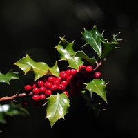 Christmas Holly