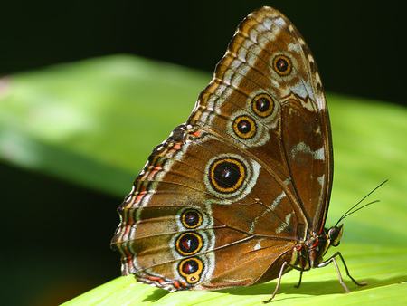 The butterfly wings