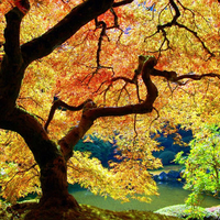 Amazing tree in autum