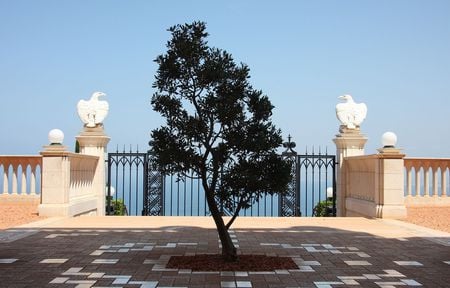 The Olive Tree - balcony, tree, olive, photogpaph