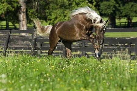 Having fun - cavalo, horse, stallion, animals