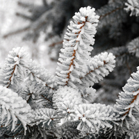 Snowy tree