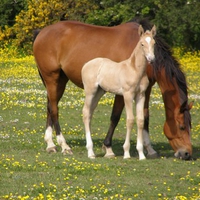 Mom and foal