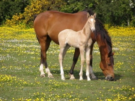 Mom and foal - horse, cavalo, animals, stallion