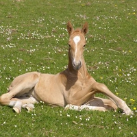 Foal