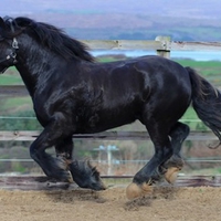 Black Horse