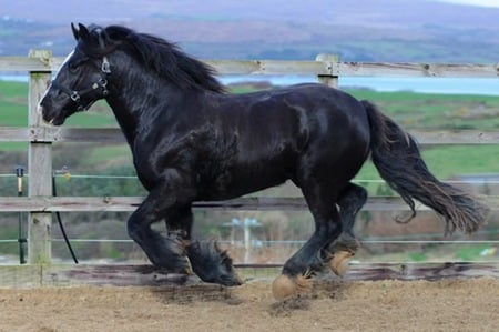 Black Horse - cavalo, horse, stallion, animals