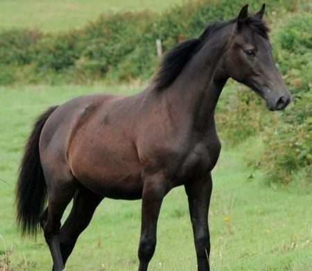 Brown Horse - cavalo, horse, stallion, animals