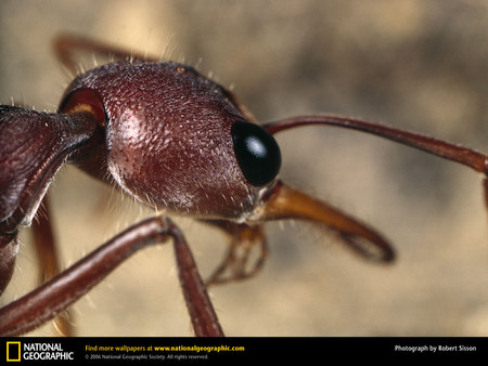 empire of ants - ant, insects, bug, close-up