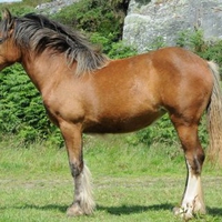 Horse