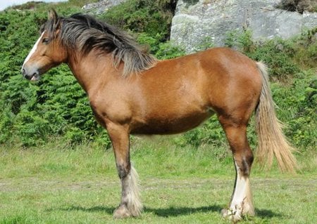 Horse - cavalo, horse, stallion, animals