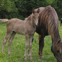 Mare and foal