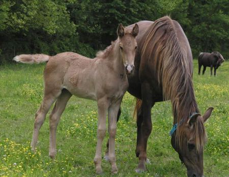 Mare and foal