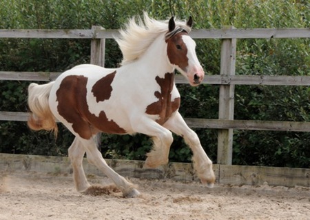 Cindy - horse, cavalo, animals, stallion