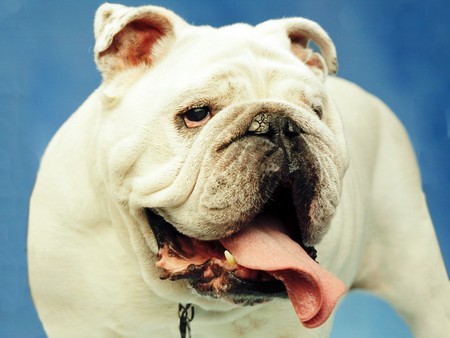 Bulldog - cachorro, puppy, animals, dog, cute