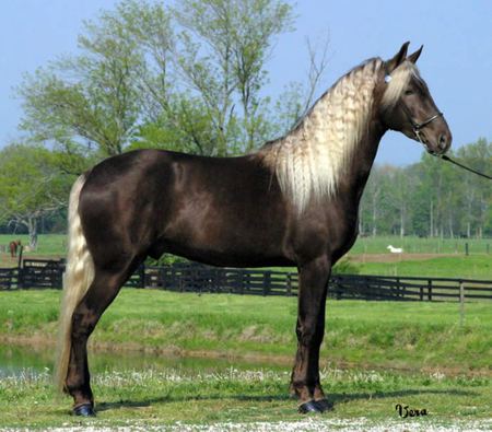 Rocky Mountain Horse - cavalo, stallion, horse, animals