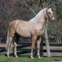 Palomino Horse