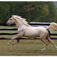 Horse Running